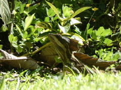 Basiliscus basiliscus