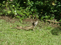 Basiliscus basiliscus