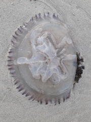 Catostylus tagi