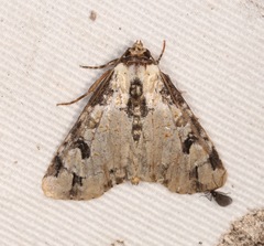 Stibaera thyatiroides