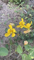 Chamaecrista