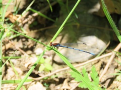 Argia oenea