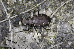 Cicindela longilabris