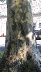 Platanus × hispanica