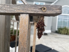 Thyridopteryx ephemeraeformis