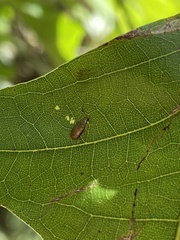 Chrysomeloidea