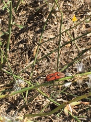 Spilostethus pandurus