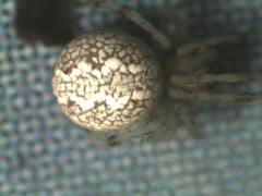 Theridion