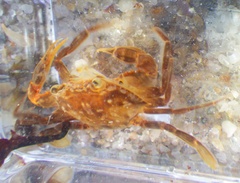 Portunus sayi