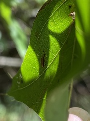Chrysomeloidea