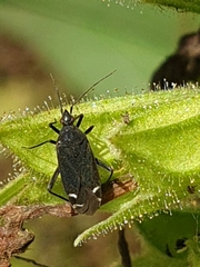 Macrotylus quadrilineatus