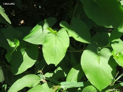 Piper auritum