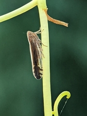 Stenocranus brunneus