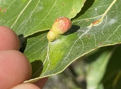 Pemphigus populivenae