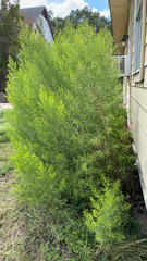 Baccharis neglecta