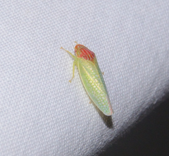 Gyponana