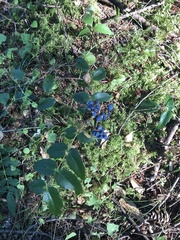 Berberis nervosa