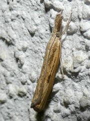 Agriphila inquinatella