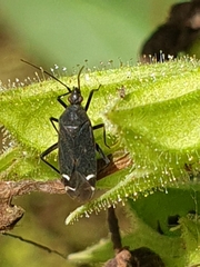 Macrotylus quadrilineatus