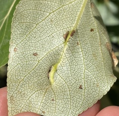 Pemphigus populivenae