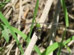 Erpetogomphus