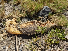 Acipenser transmontanus