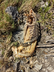 Acipenser transmontanus