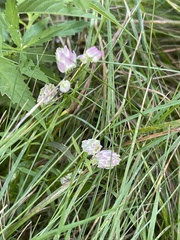 Polygala sanguinea