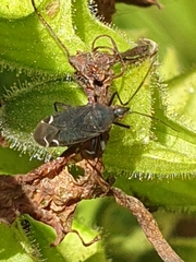 Macrotylus quadrilineatus