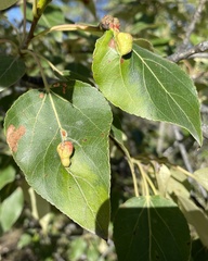 Pemphigus populivenae