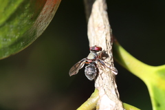 Pogonortalis doclea