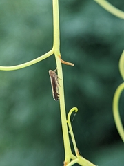 Stenocranus brunneus