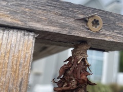 Thyridopteryx ephemeraeformis