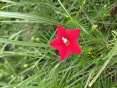 Ipomoea quamoclit
