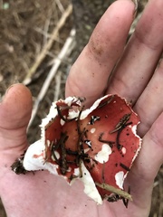 Russula rosacea