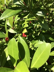 Skimmia
