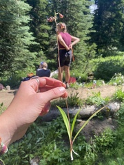 Anticlea occidentalis