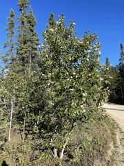 Pemphigus populivenae