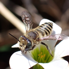 Megachile