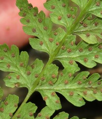 Cystopteris tennesseensis