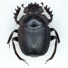 Scarabaeus