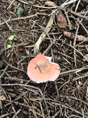 Russula paludosa