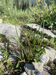 Juncus mertensianus
