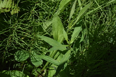 Arnica mollis
