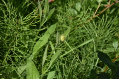 Arnica mollis