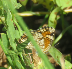 Phyciodes phaon