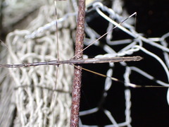 Emesaya brevipennis