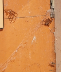 Steatoda
