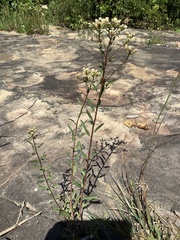 Sericocarpus linifolius