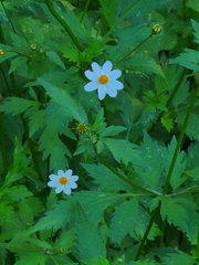 Bidens bigelovii